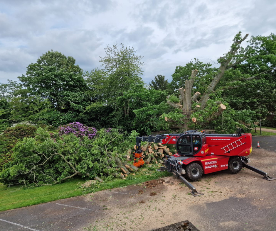 Our American Oak: A Fond Farewell and New Beginnings Image
